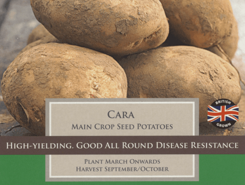 Taylors Seed Potatoes Taylors Main Crop Cara Seed Potatoes