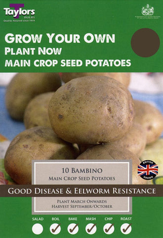 Taylors Taylors Main Crop Seed Potatoes Bambino- 10 seed potatoes