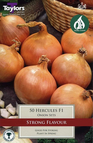 Taylors Taylors Onion Hercules 50 pack