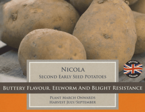 Taylors Seed Potatoes Taylors Second Early Nicola Seed Potatoes
