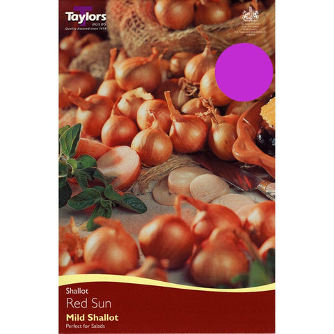 Taylors Taylors Shallot Red Sun - 12 pack
