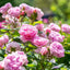 David Austin Roses The Ancient Mariner