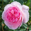 David Austin Roses The Ancient Mariner