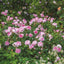 David Austin Roses The Ancient Mariner
