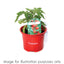 Trowell Garden Centre Tomato Plants Tomato Plant Gardeners Delight 9cm Pot