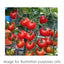 Trowell Garden Centre Tomato Plants Tomato Plant Supersweet 100 9cm Pot
