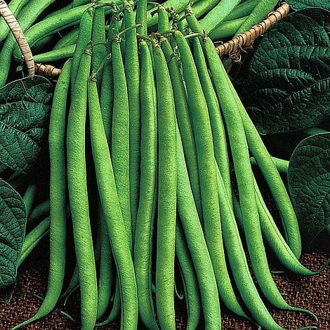 Unwins Vegetable Seeds Unwins Bean French Dwarf Delinel