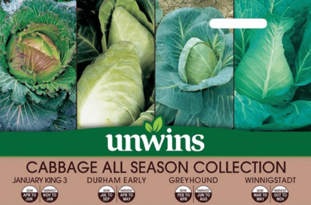 Unwins Cabbage Seeds Unwins Cabbage All Season Seeds Collection Pack