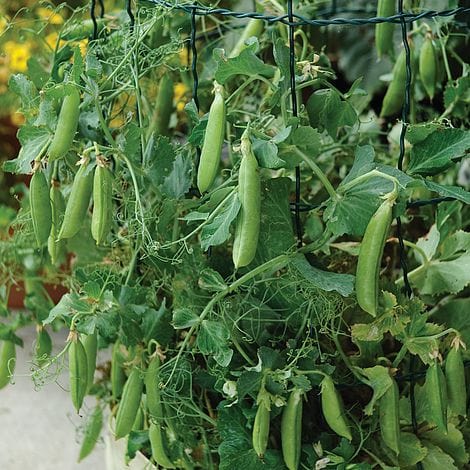 Unwins Vegetable Seeds Unwins Pea Sugar Flash Snap