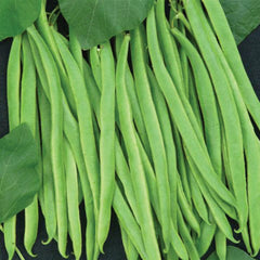 Unwins Vegetable Seeds Unwins Runner Bean Equator