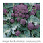 Trowell Garden Centre Vegetable Plants in Strips Vegetable Strip Broccoli Summer Purple