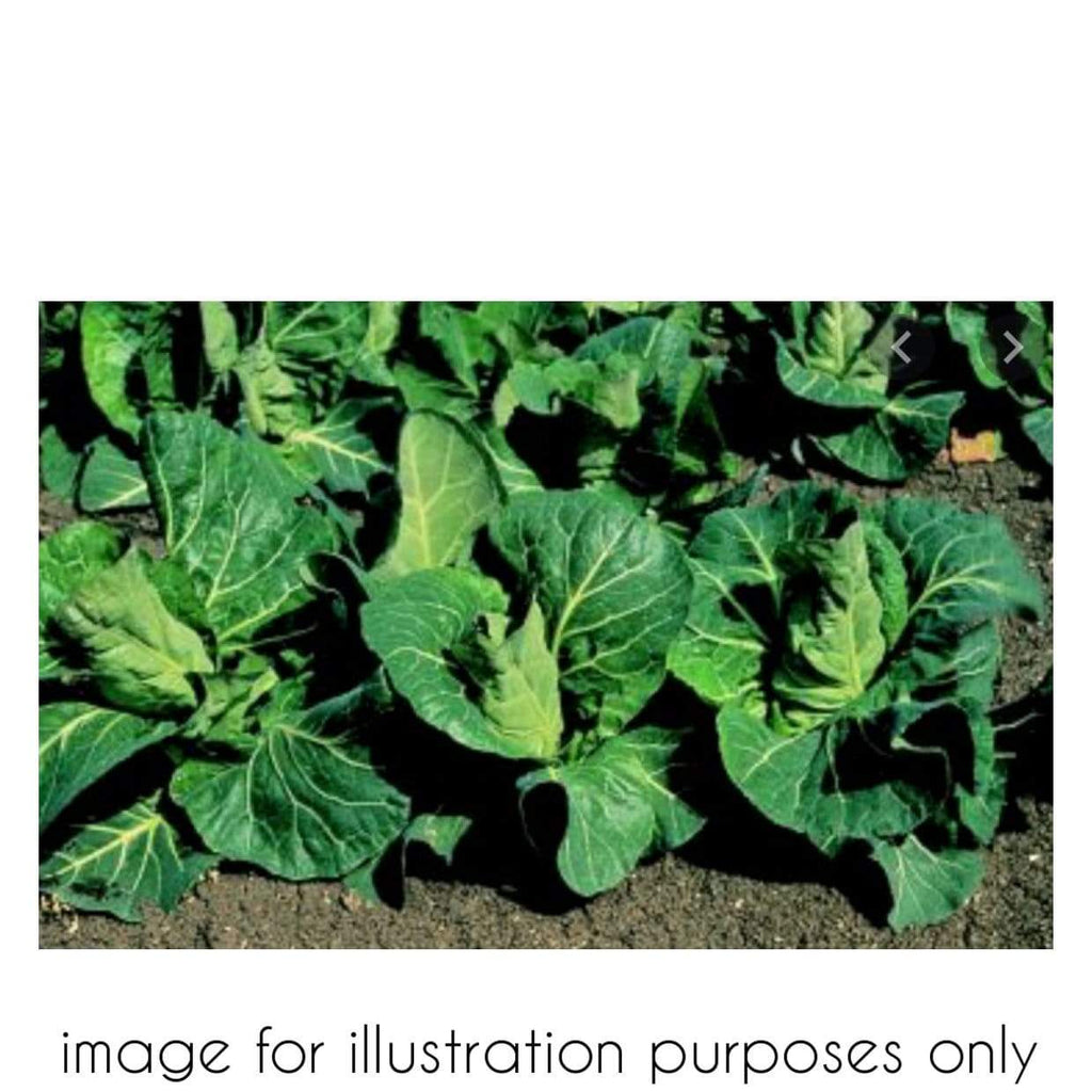 Trowell Garden Centre Vegetable Plants in Strips Vegetable Strip Cabbage Pointed Advantage F1