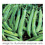 Trowell Garden Centre Vegetable Plants in Strips Vegetable Strip Pea Kelvedon Wonder
