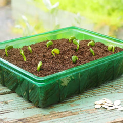 Visiroot Half seed tray pack of 8