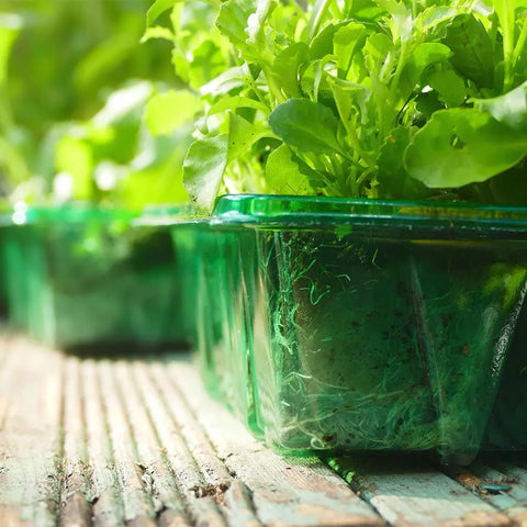 Westland Horticulture Seed Trays Visiroot Half seed tray pack of 8