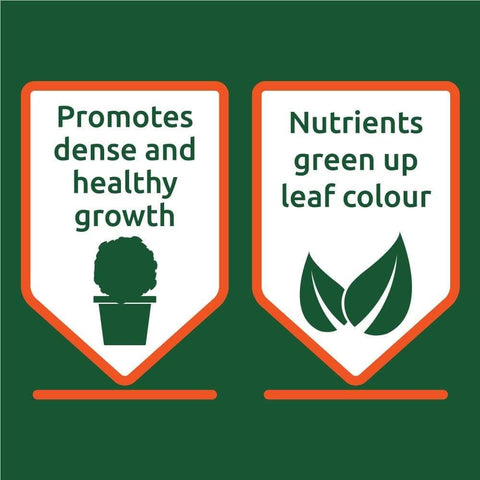 Vitax Garden Care Garden Plant Feeds Vitax Buxus Feed 1kg Pouch