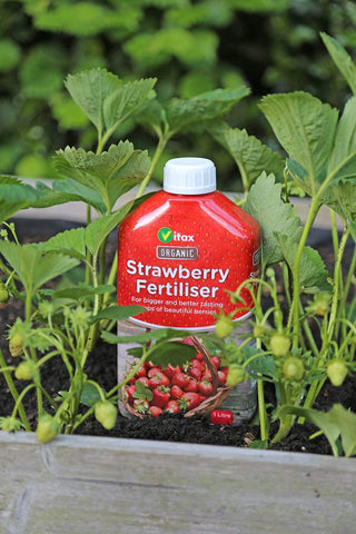 Vitax Garden Care Garden Plant Feeds Vitax Organic Liquid Strawberry Fertiliser 1 Litre