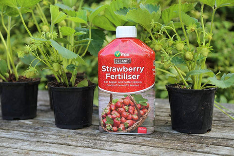 Vitax Garden Care Garden Plant Feeds Vitax Organic Liquid Strawberry Fertiliser 1 Litre