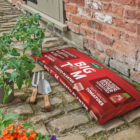 Westland Horticulture Compost Westland Big Tomato Planter approx. 55 Litres
