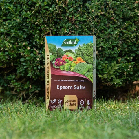 Westland Horticulture Garden Plant Feeds Westland Epsom Salts 1.5kg