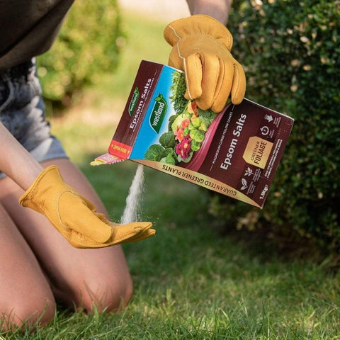 Westland Horticulture Garden Plant Feeds Westland Epsom Salts 1.5kg