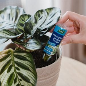 Trowell Garden Centre Westland Houseplant Droplet Feeder