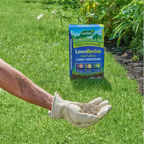 Westland Horticulture Lawn Thickener Westland Lawn Revive 80m2