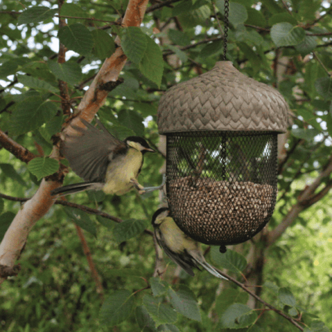 Woodlodge Bird Feeders Woodlodge Acorn Birdseed Feeder Large