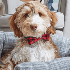 Zoon Dog Apparel Zoon Beau Tie Red Check 2 Pack
