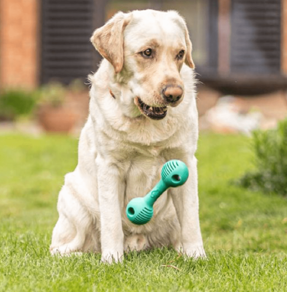 Zoon Dog Toys Zoon Dental Rubber GumBell Dog Toy