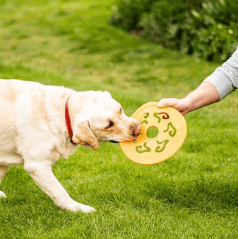 Zoon Dog Toys Zoon Rubber Spinner Dog Toy