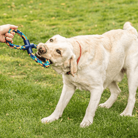 Zoon Dog Toys Zoon Uber-Activ 8 Tugger Dog Toy