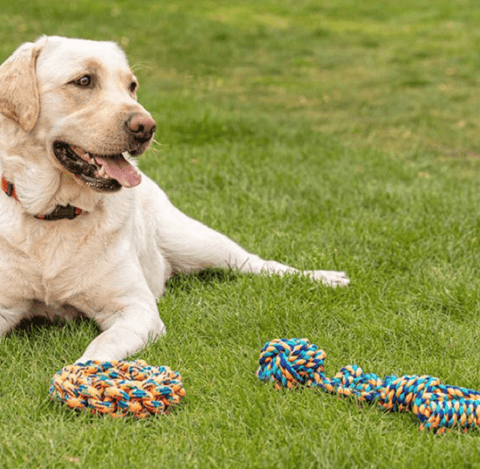 Zoon Dog Toys Zoon Uber-Activ Rope Donut Dog Toy